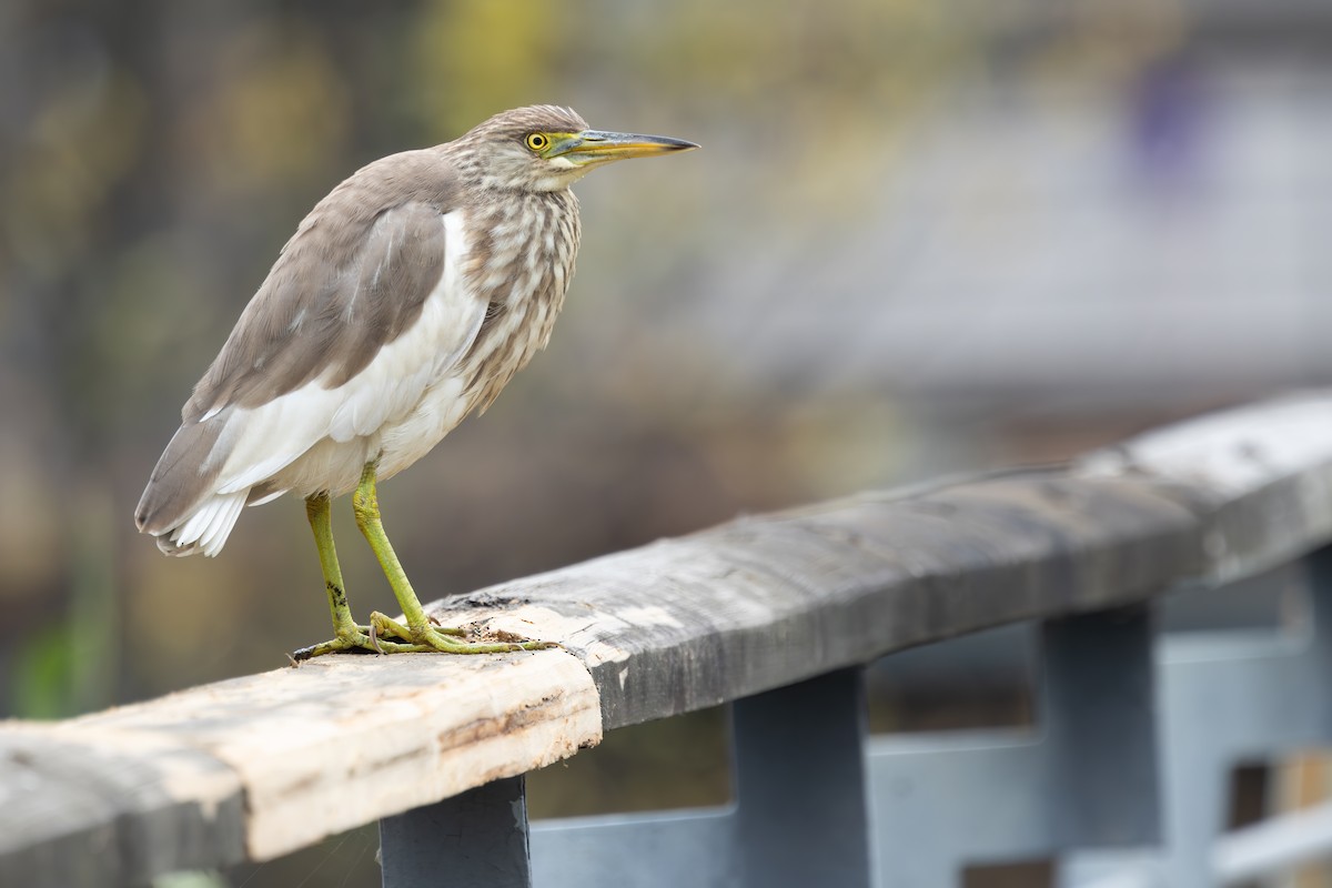 volavka čínská - ML646785624