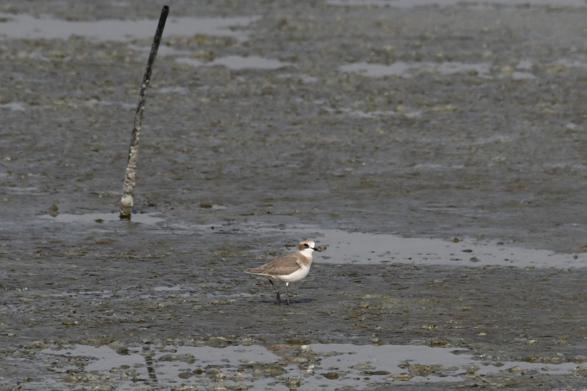 Wüstenregenpfeifer - ML646785625