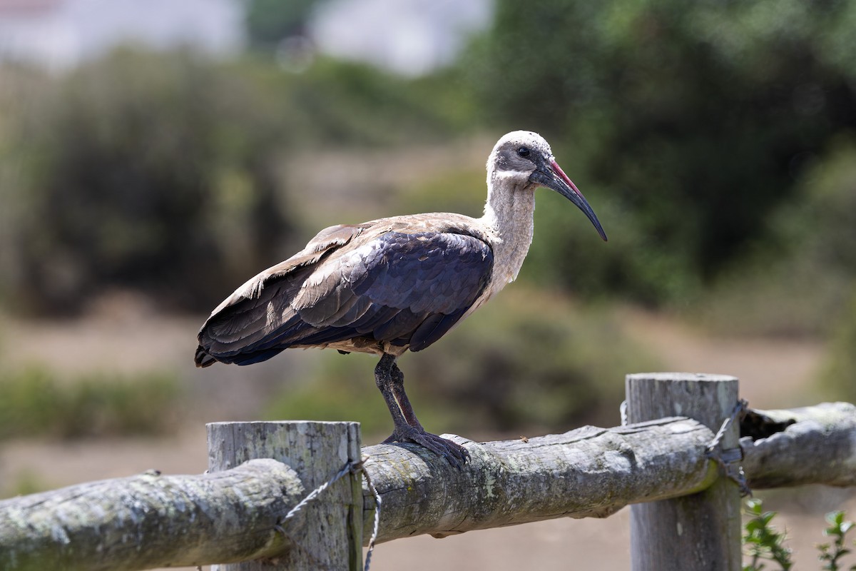 Hadada Ibis - ML646785626