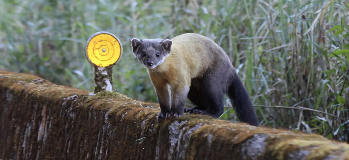 Харза - ML646785628