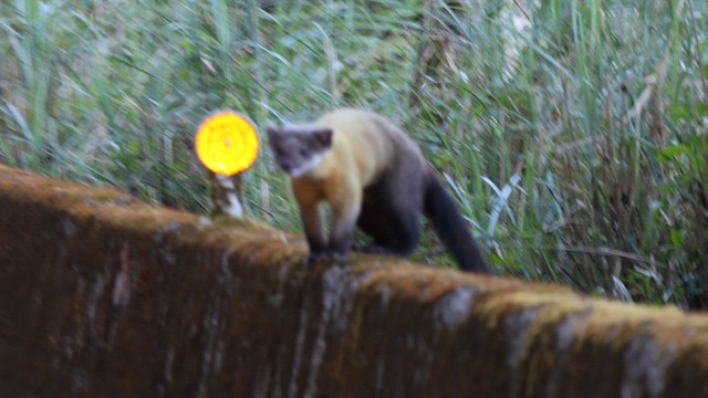 Животные - ML646785629