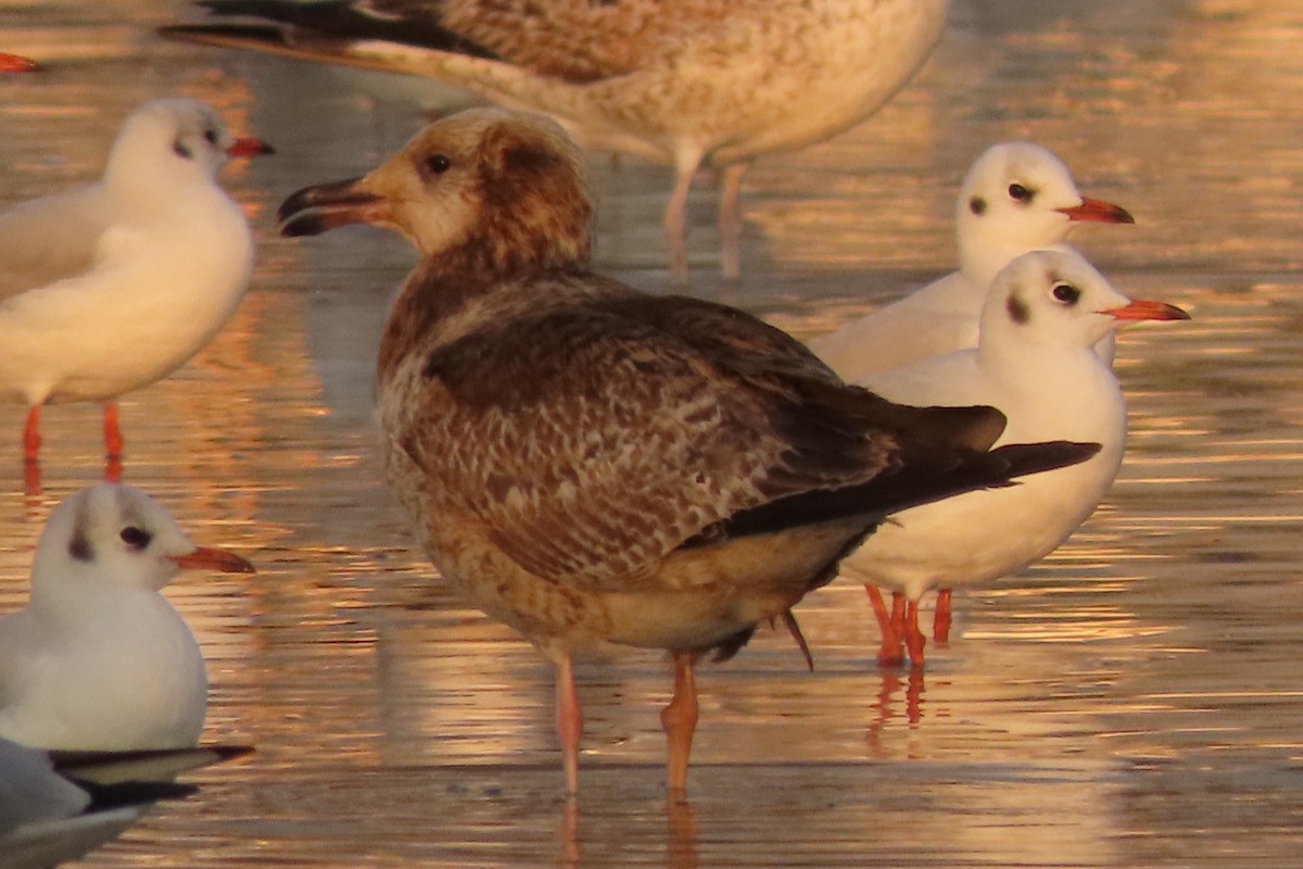 Lesser Black-backed Gull - ML646785641