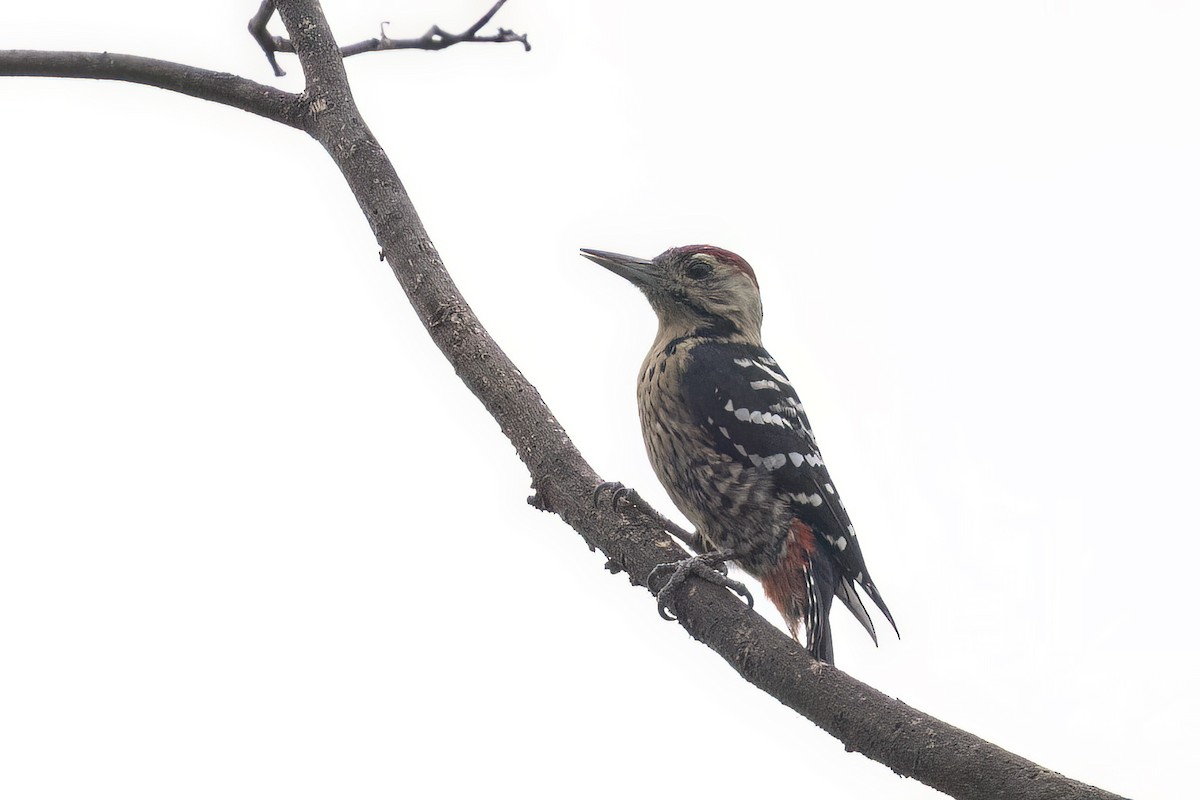 Дятел жовтогрудий - ML646785643