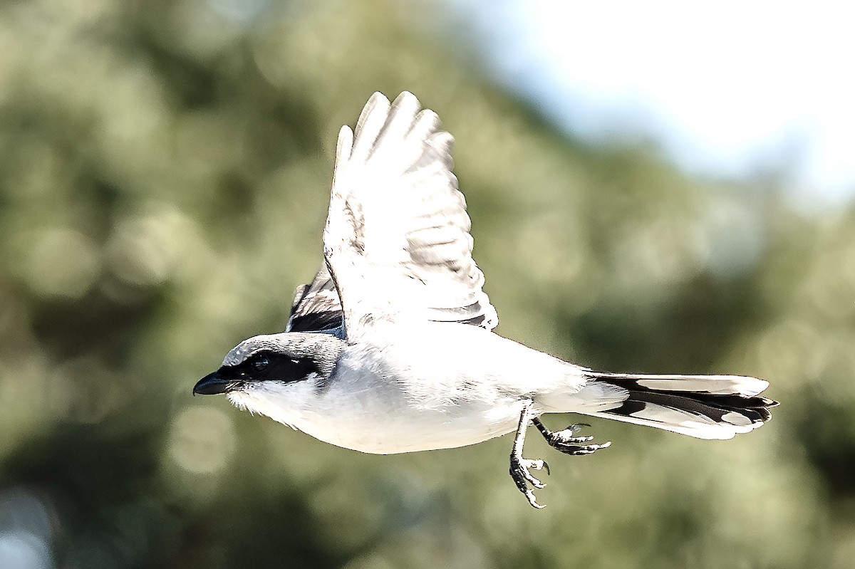 Сорокопуд американський - ML646785649