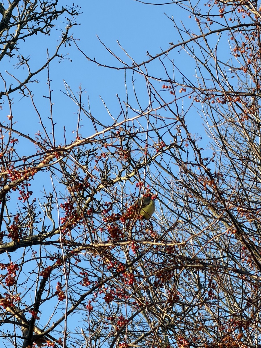 Schmalschnabel-Königstyrann - ML646785655