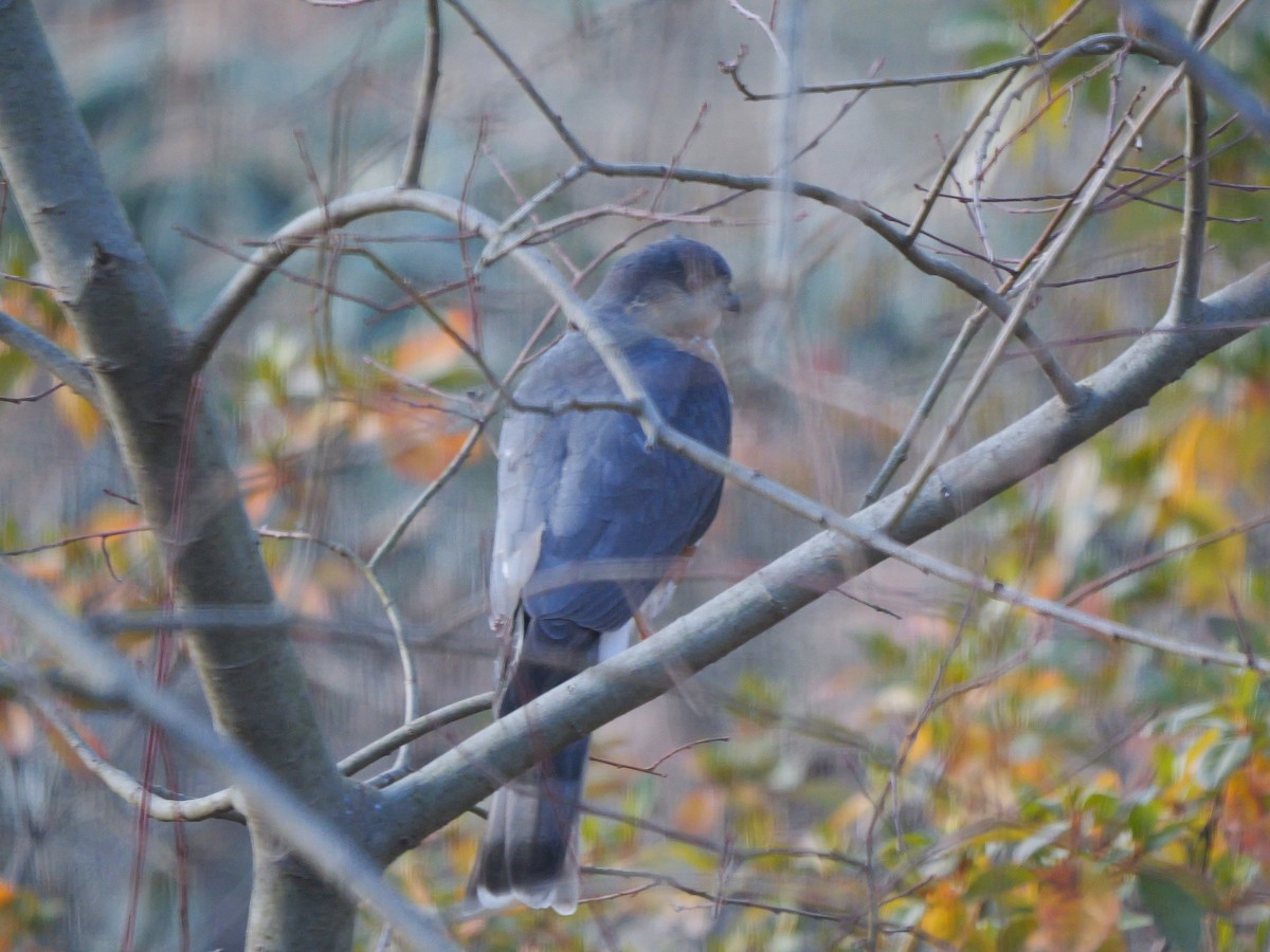 Gavilán Americano - ML646785661