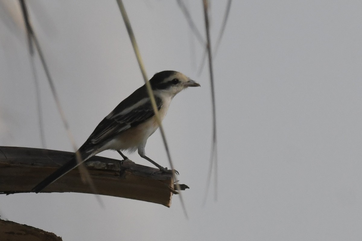 Antzandobi nubiarra - ML646785662