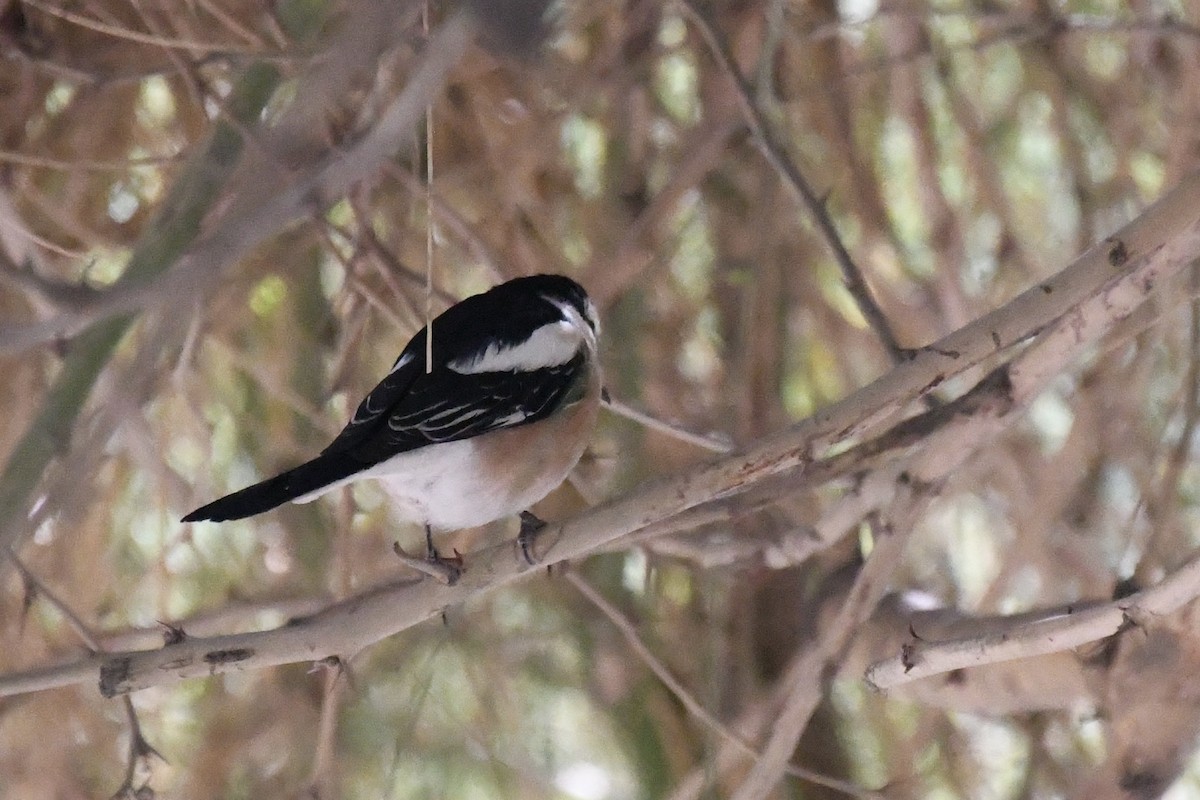 Antzandobi nubiarra - ML646785663