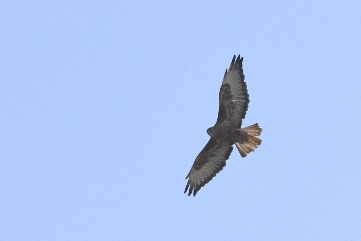 Poiana (vulpinus/menetriesi) - ML646785664