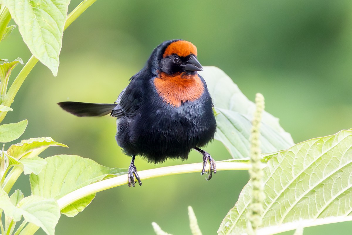 Chestnut-capped Blackbird - ML646785665