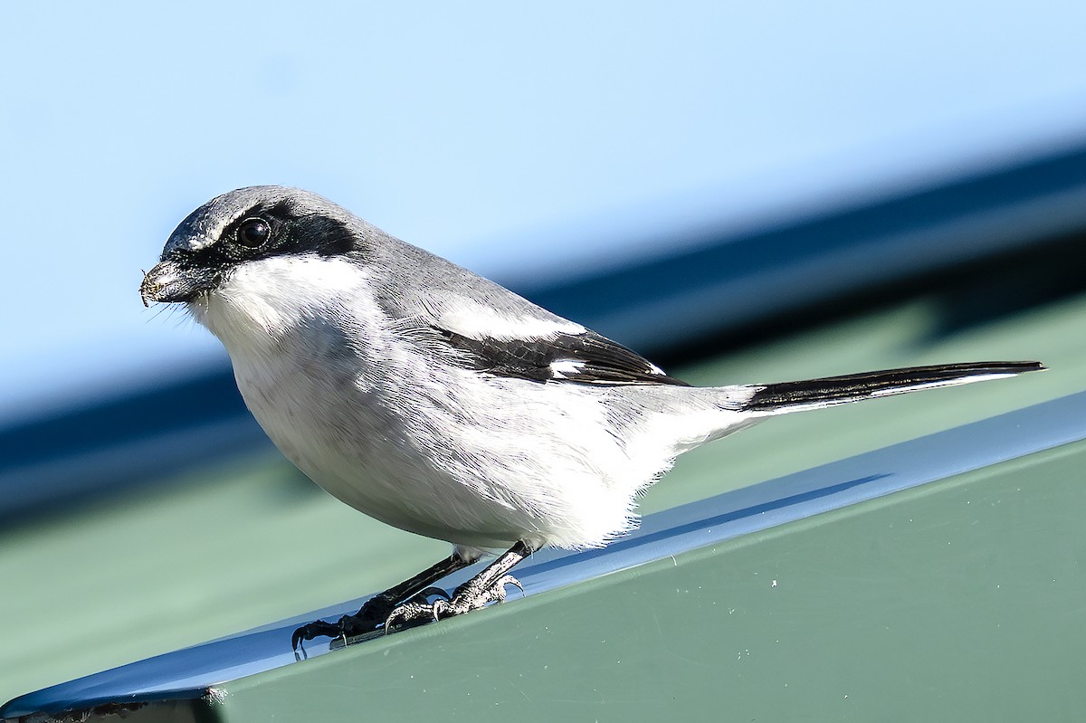 Сорокопуд американський - ML646785668