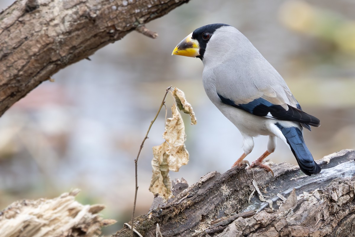 dlask škraboškový - ML646785670