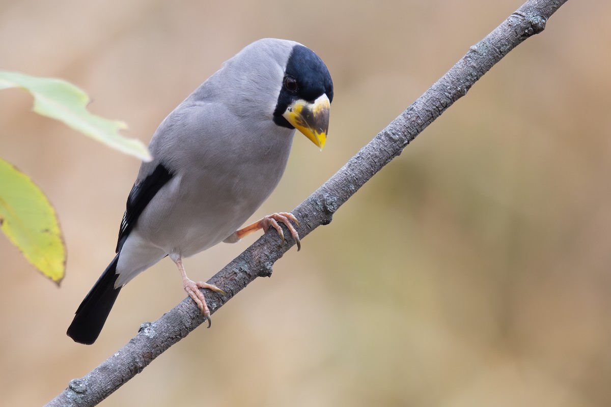 dlask škraboškový - ML646785671