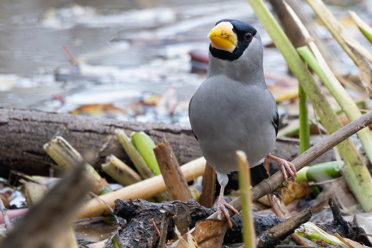 dlask škraboškový - ML646785672