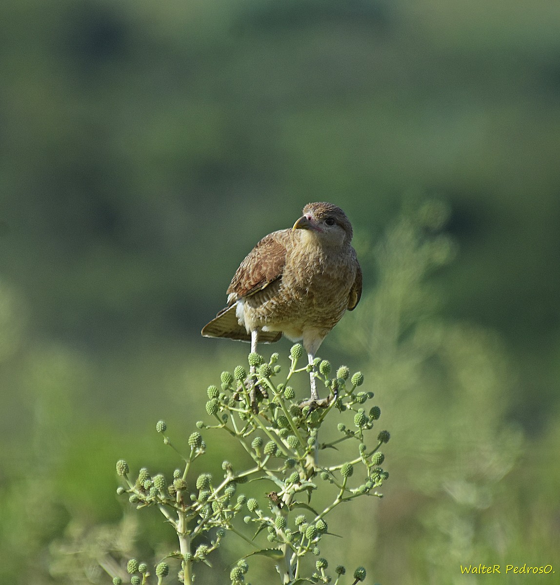 Caracara chimango - ML646785673