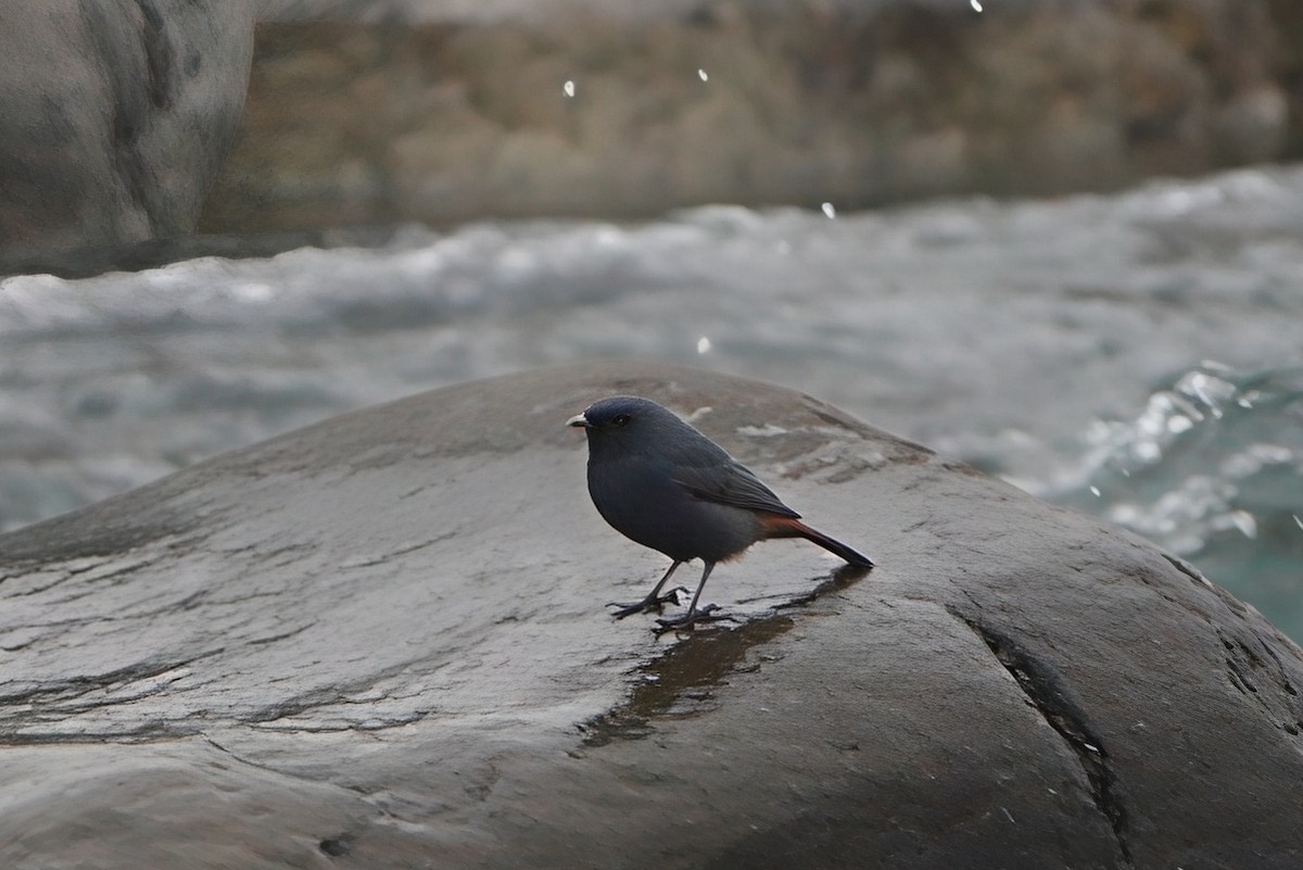 Buztangorri urdina - ML646785674