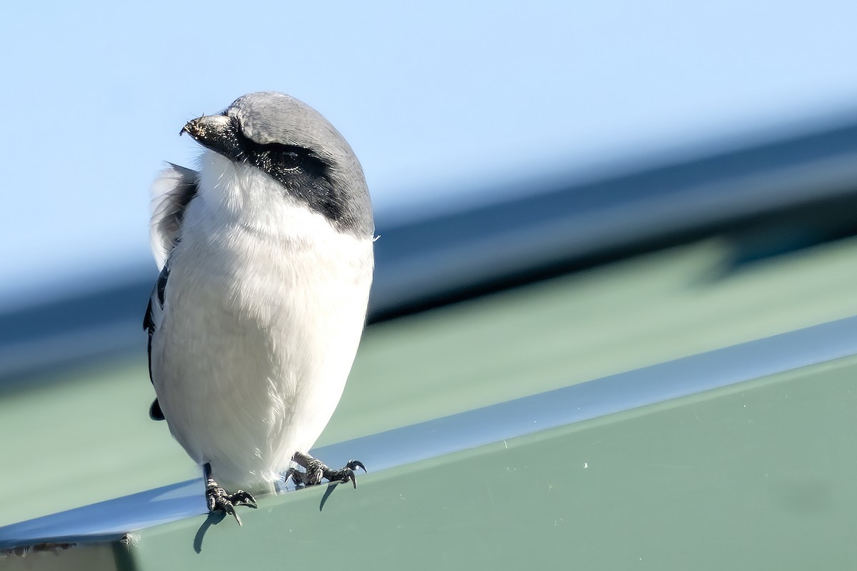 Сорокопуд американський - ML646785675