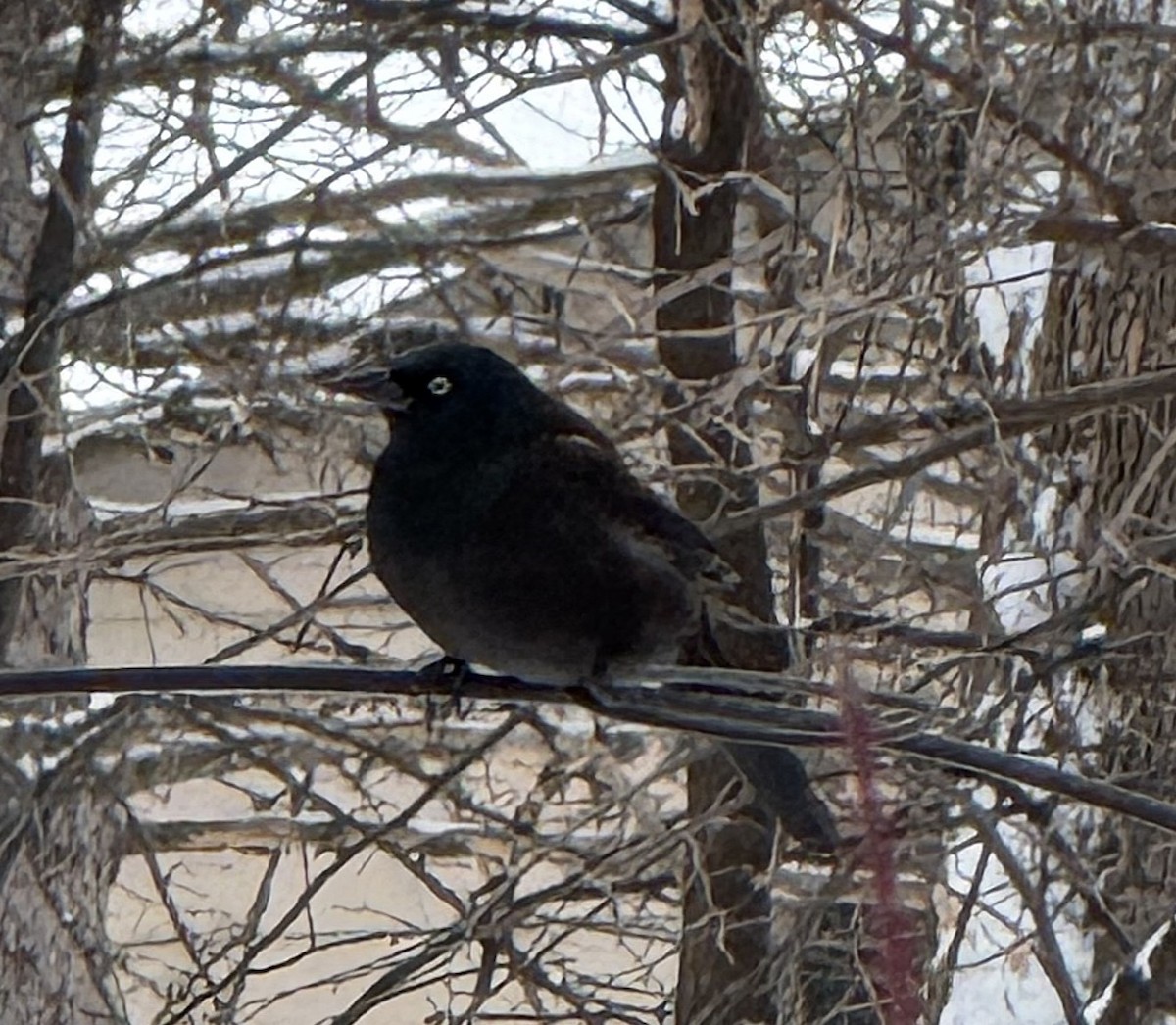 Zanate Común - ML646785678