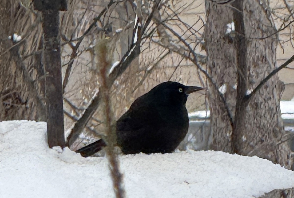 Zanate Común - ML646785679