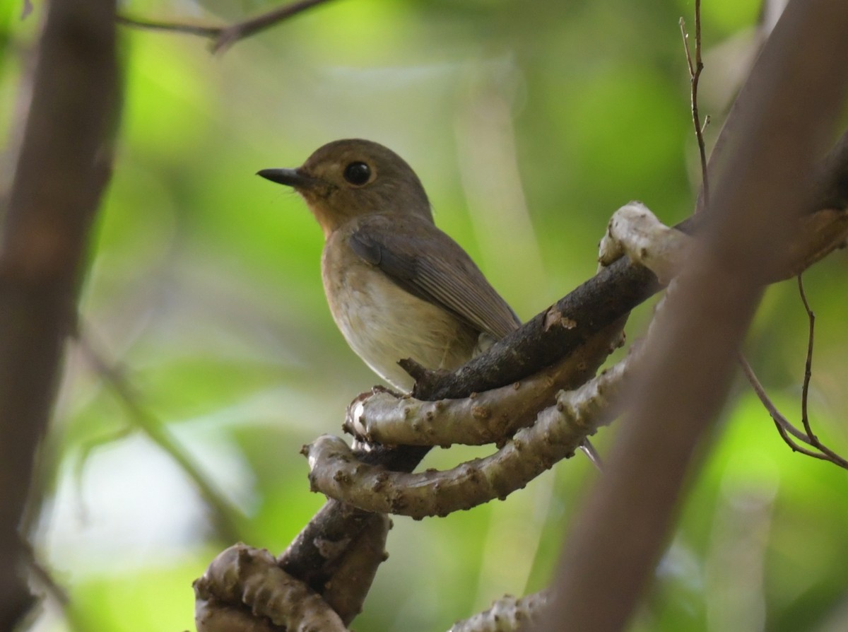 Нільтава темновола - ML646785680