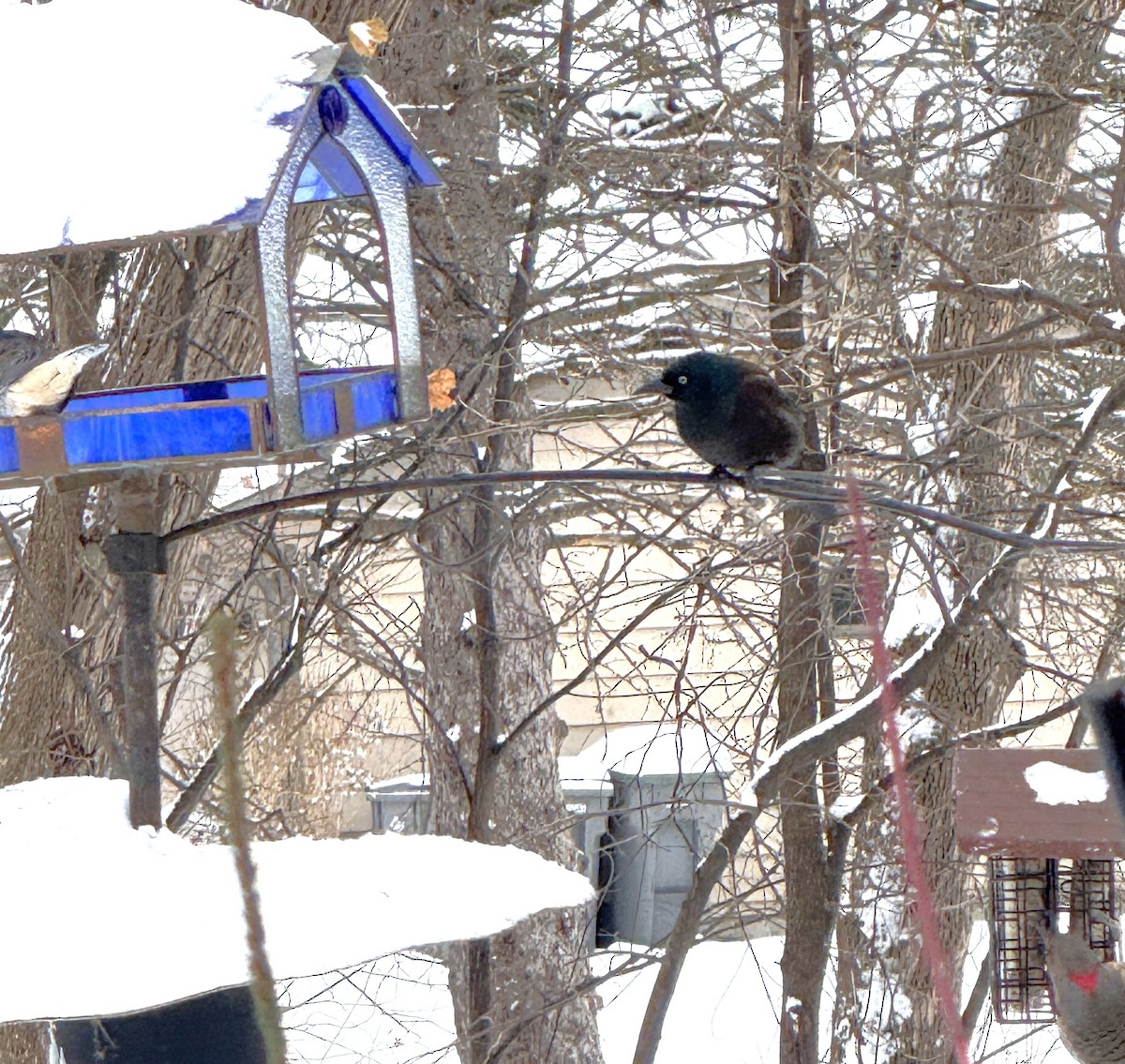 Zanate Común - ML646785681