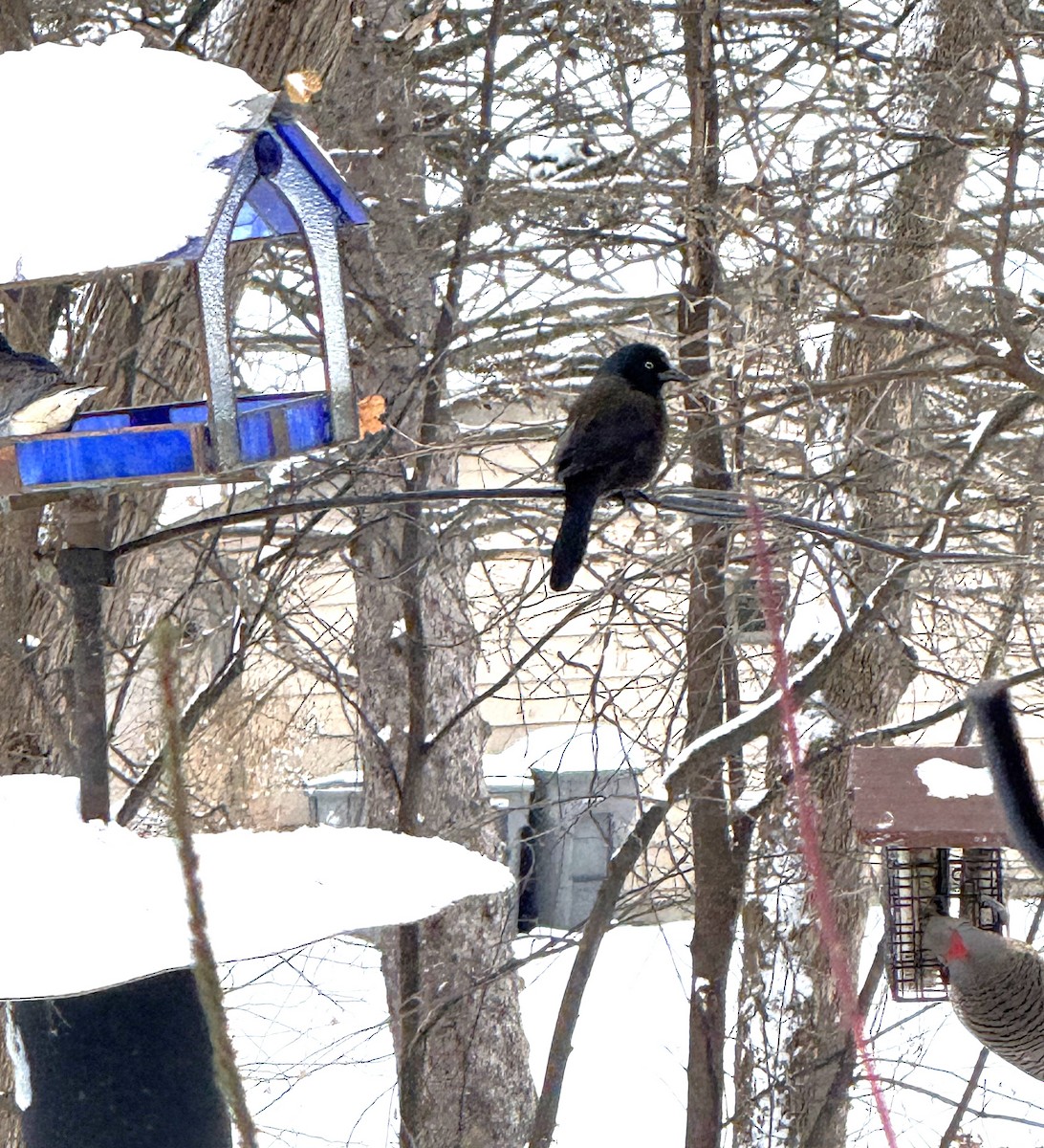 Zanate Común - ML646785682