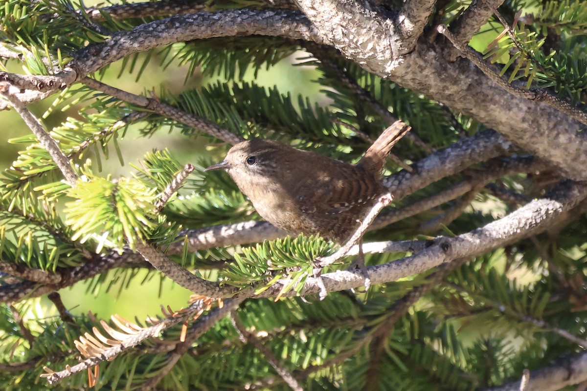 Крапивник - ML646785689