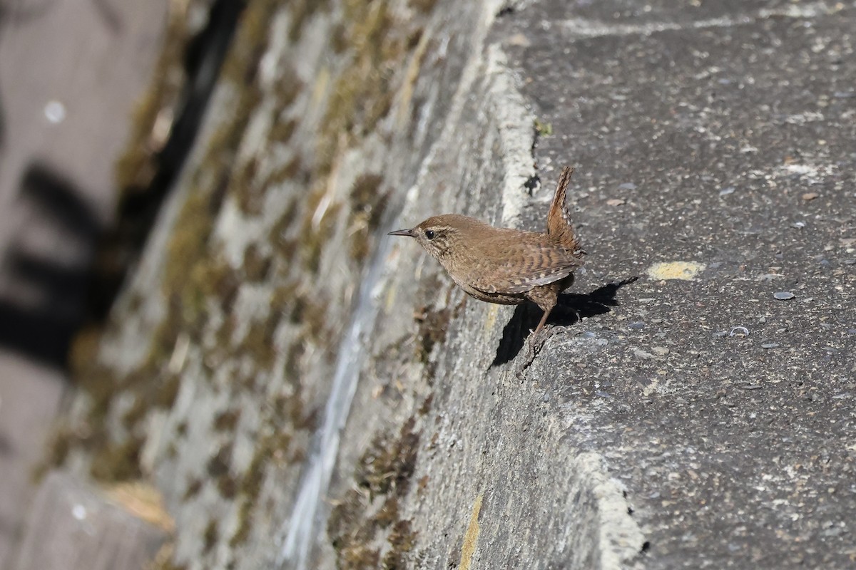 Крапивник - ML646785690