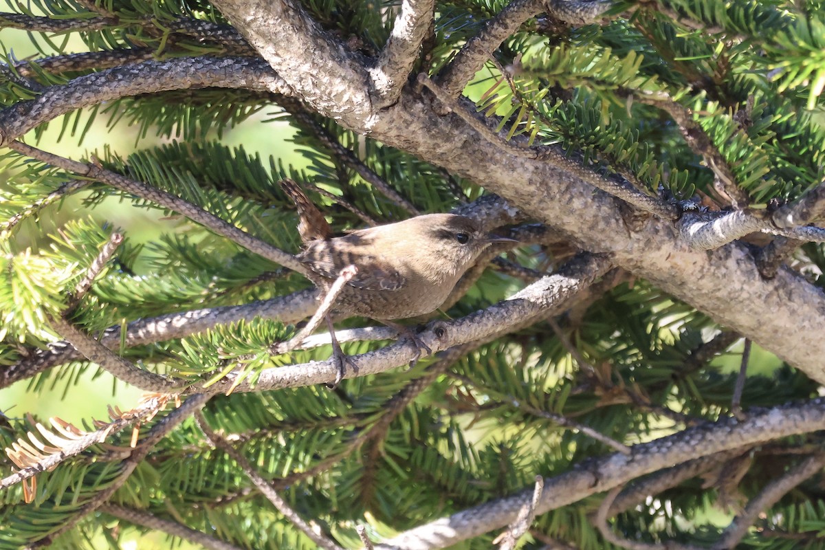 Крапивник - ML646785691