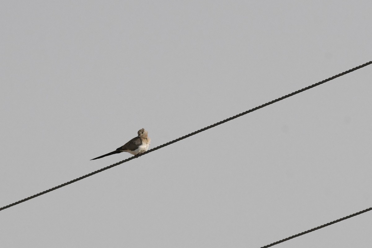 hrdlička kapská - ML646785693