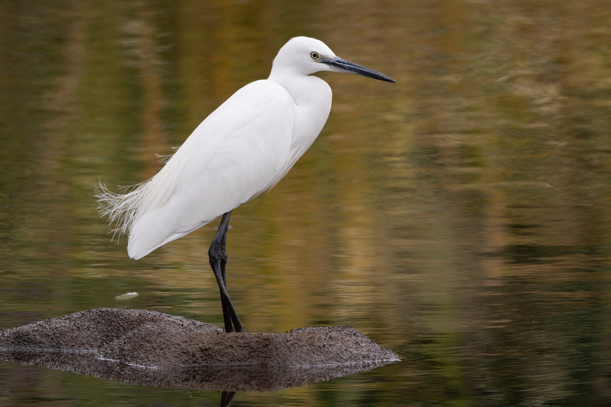 volavka stříbřitá (ssp. garzetta) - ML646785694