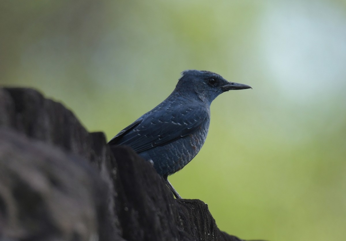 Скеляр синій - ML646785695