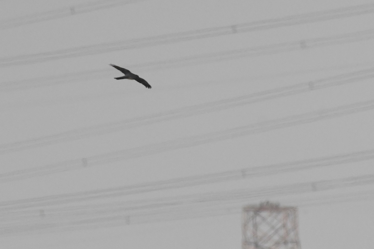 spurvehauk - ML646785696