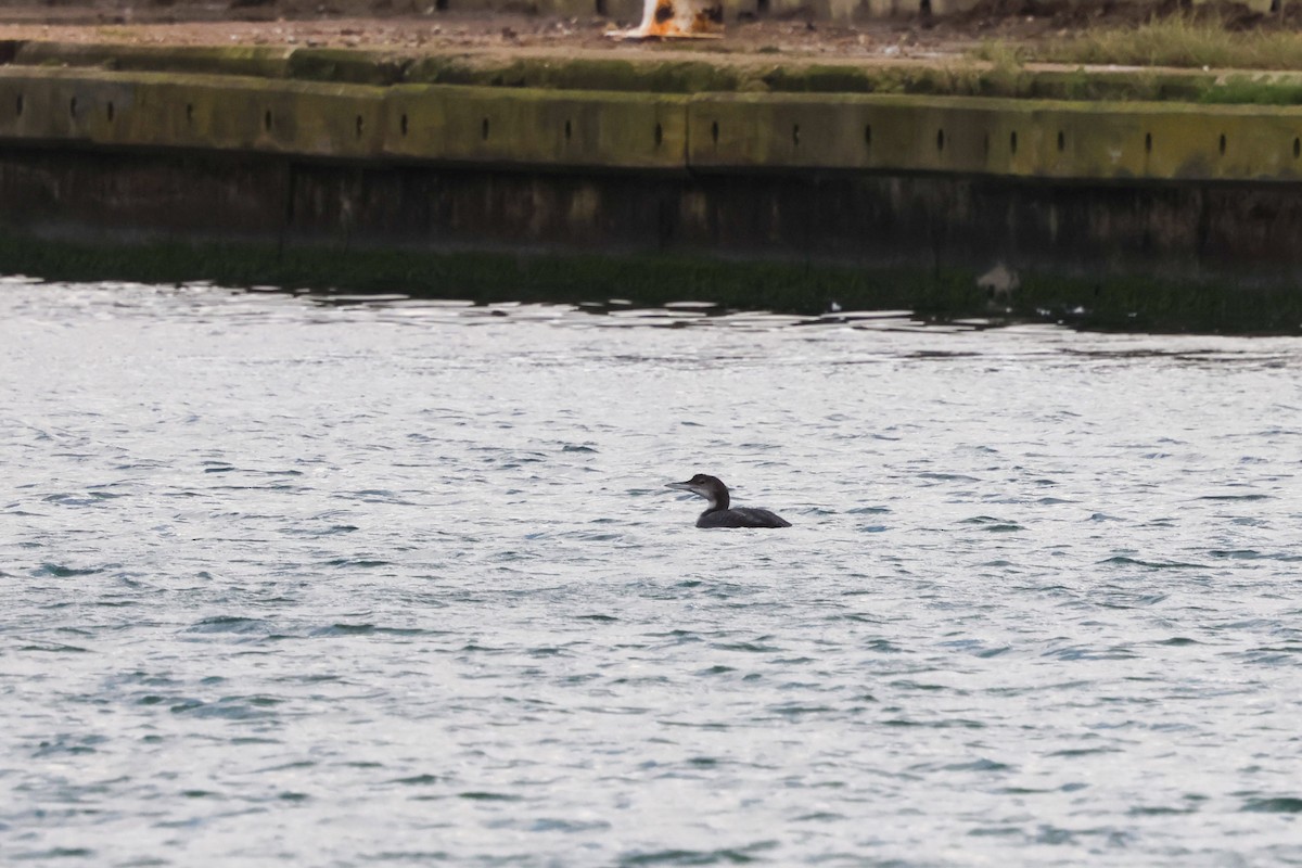 Common Loon - ML646785697