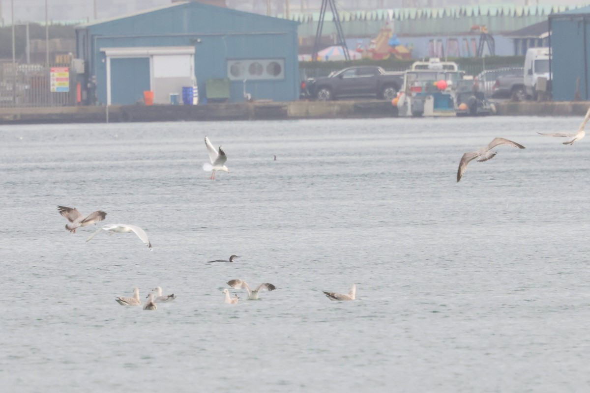 Common Loon - ML646785698