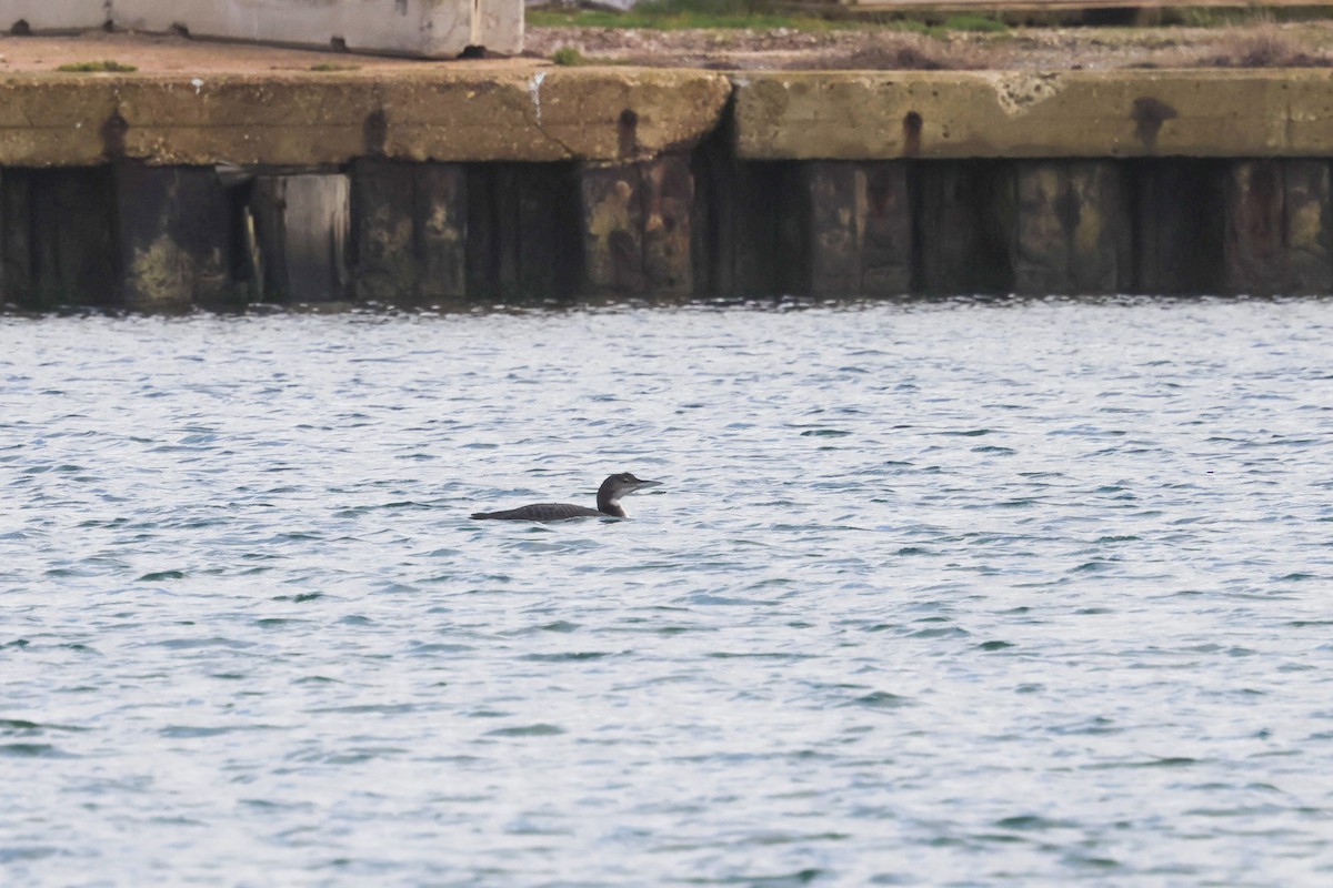 Common Loon - ML646785699
