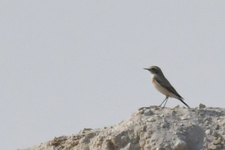 ørkensteinskvett - ML646785700