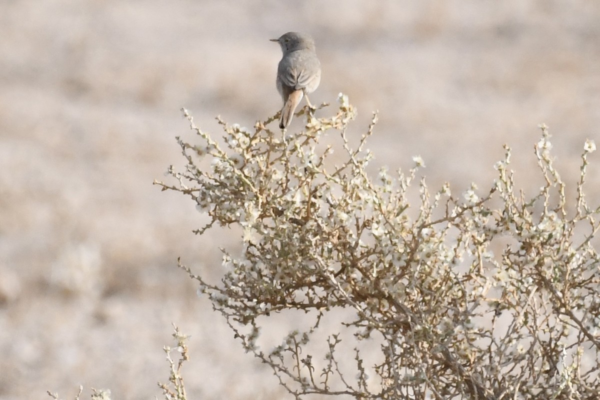 ørkensanger - ML646785701