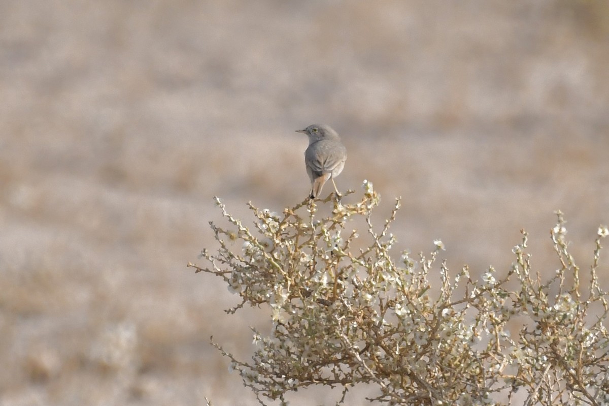 ørkensanger - ML646785702