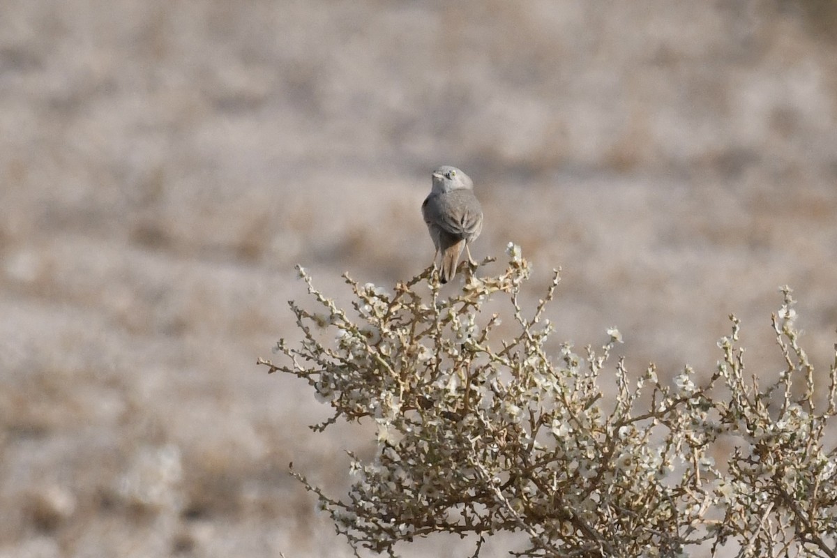 ørkensanger - ML646785703