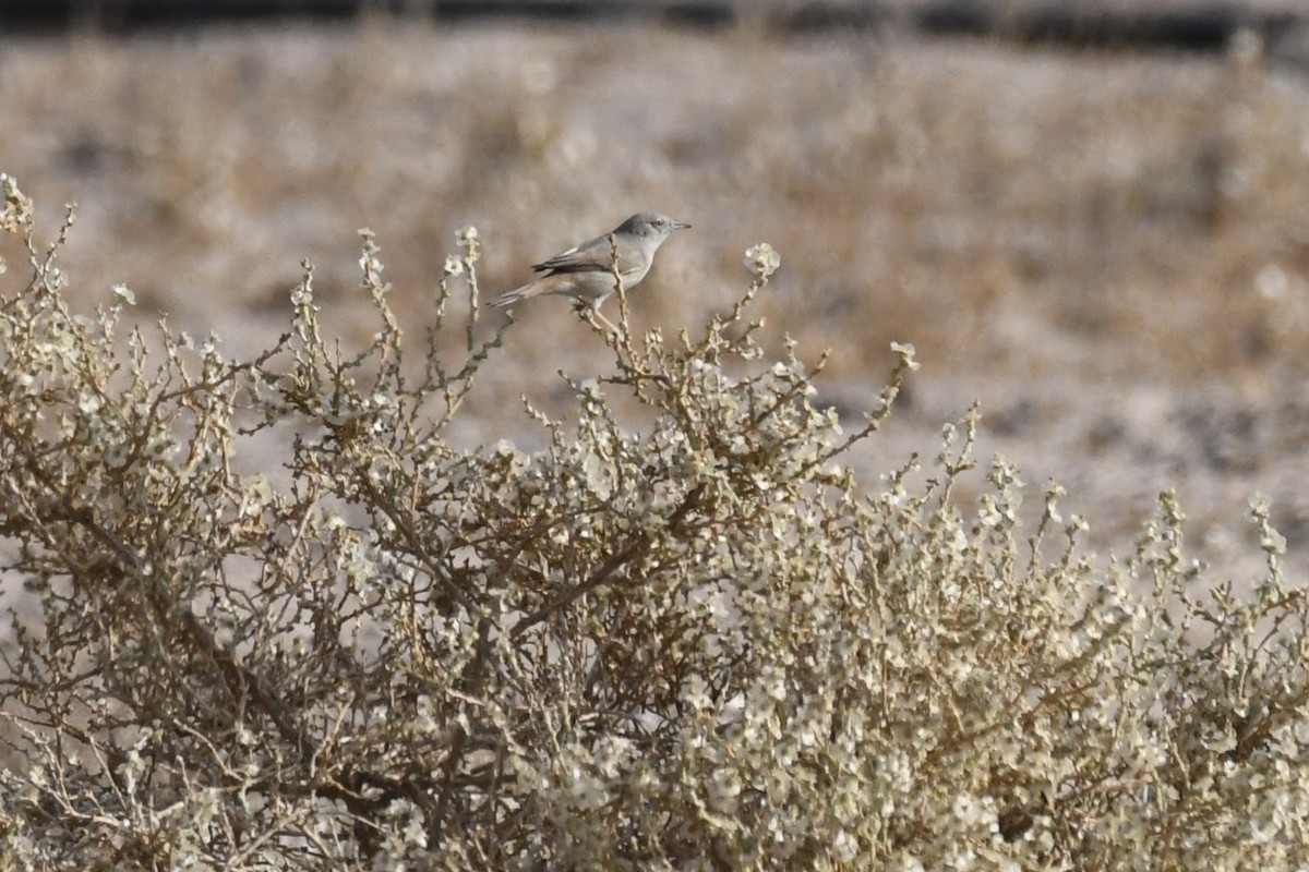 ørkensanger - ML646785704