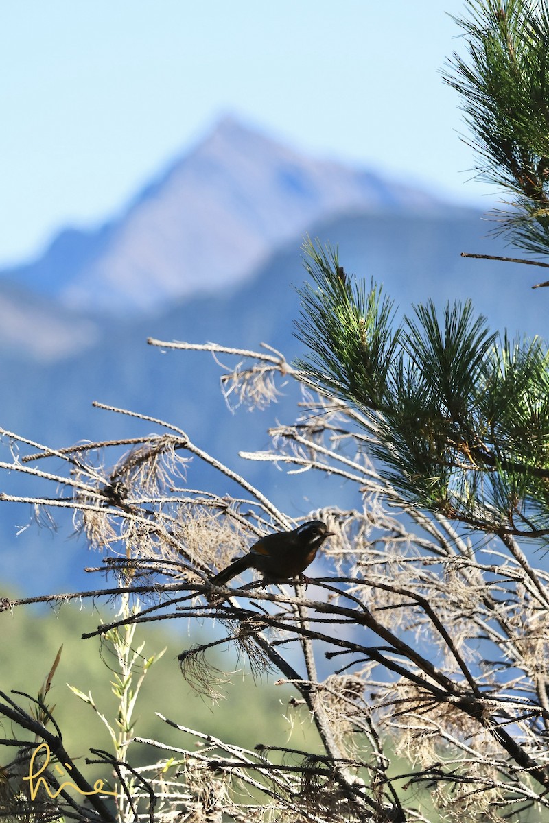 Белоусая кустарница - ML646785709