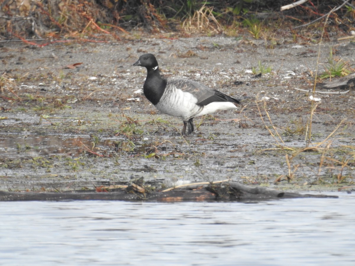 Brant - ML646785711