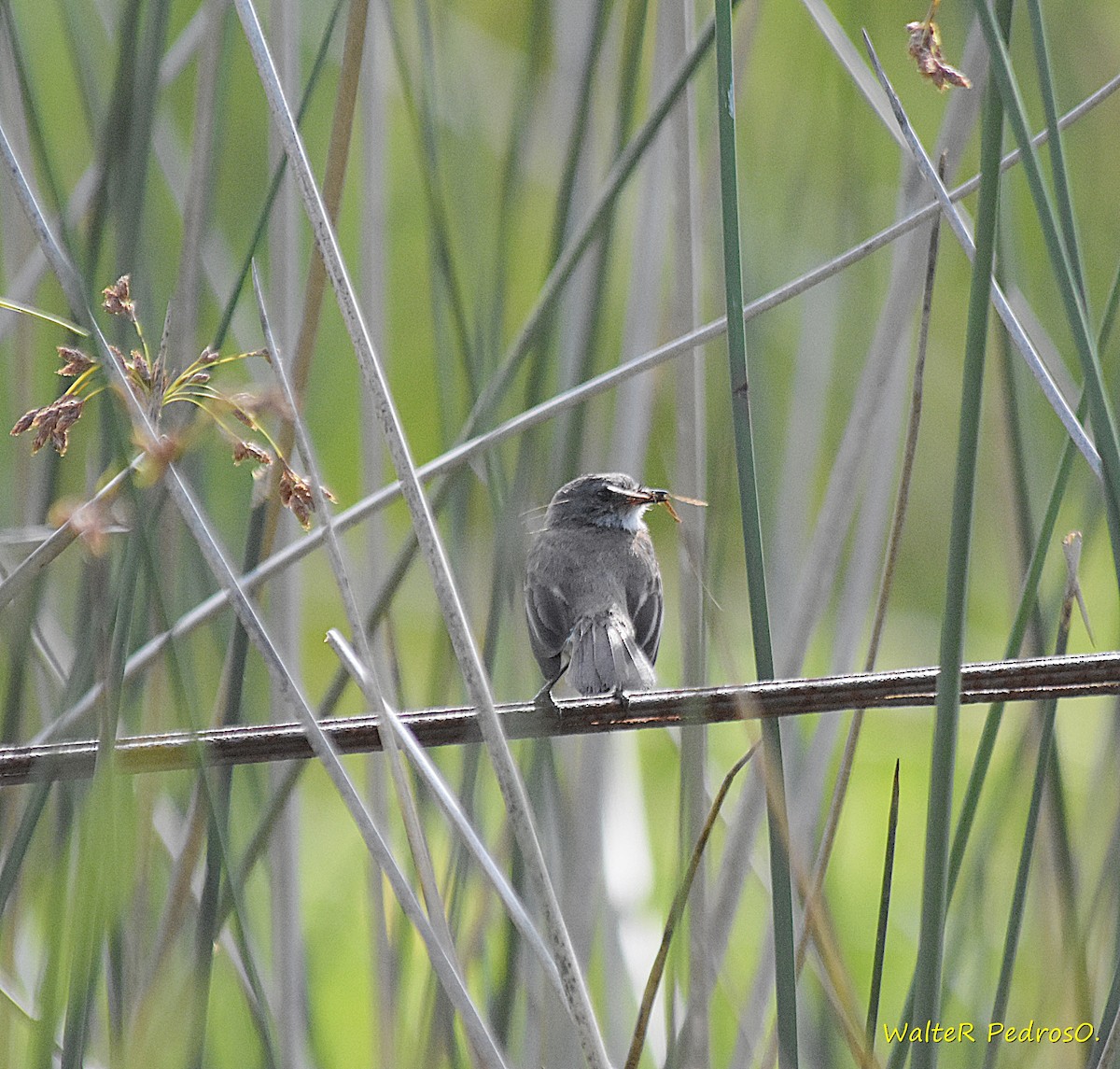 Tyranneau noirâtre - ML646785712