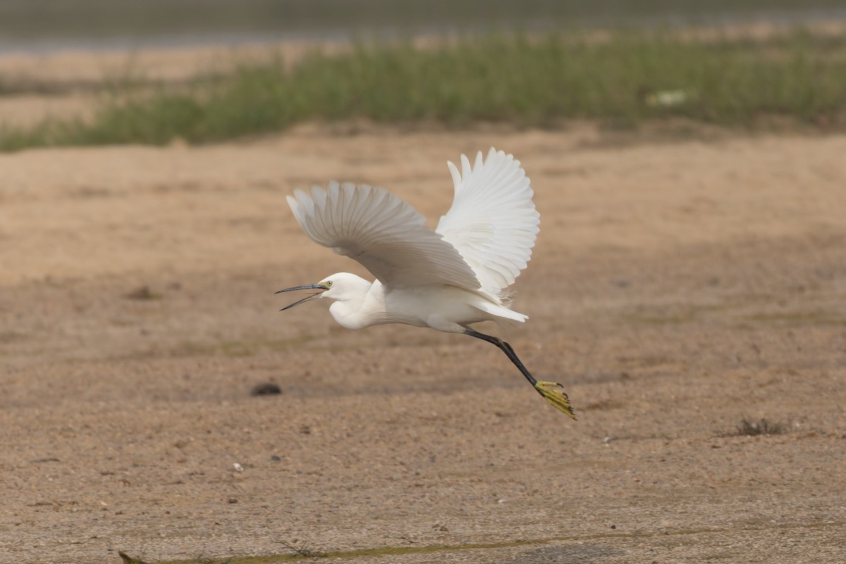 Little Egret - ML646785716