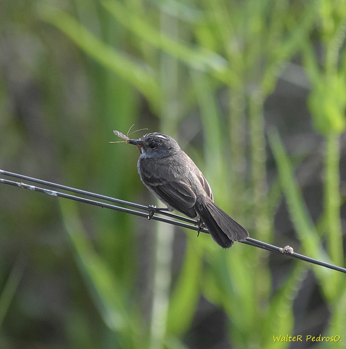 Tyranneau noirâtre - ML646785718