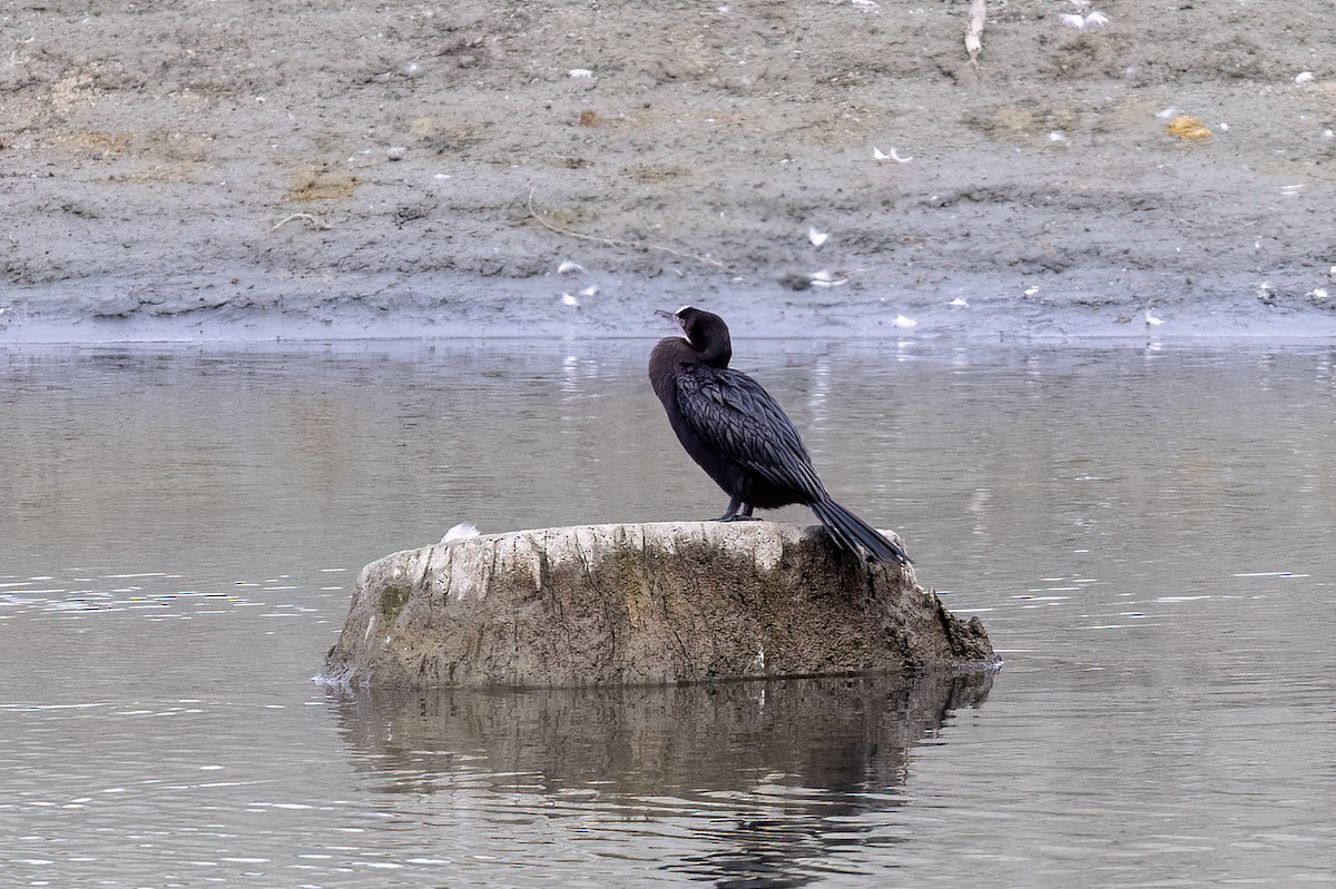 Little Cormorant - ML646785719