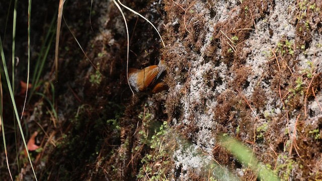 Taiwan Barwing - ML646785720