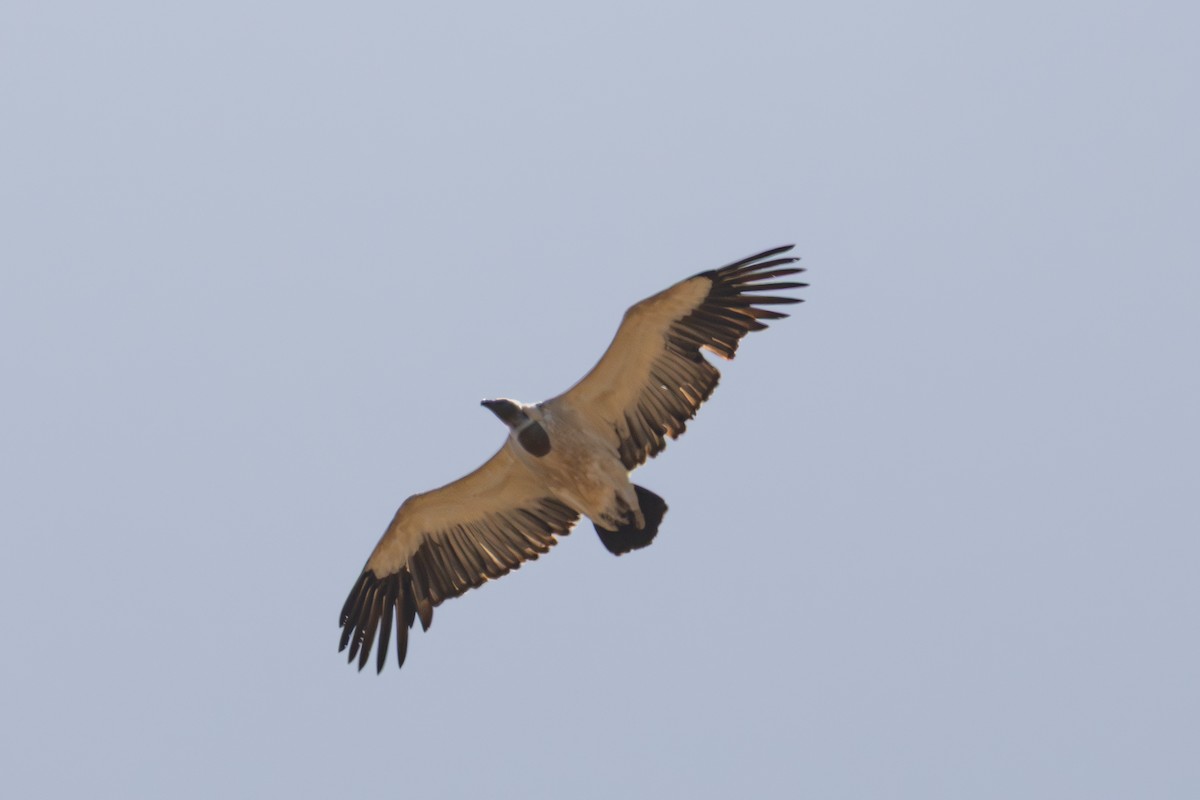 Cape Griffon - ML646785724