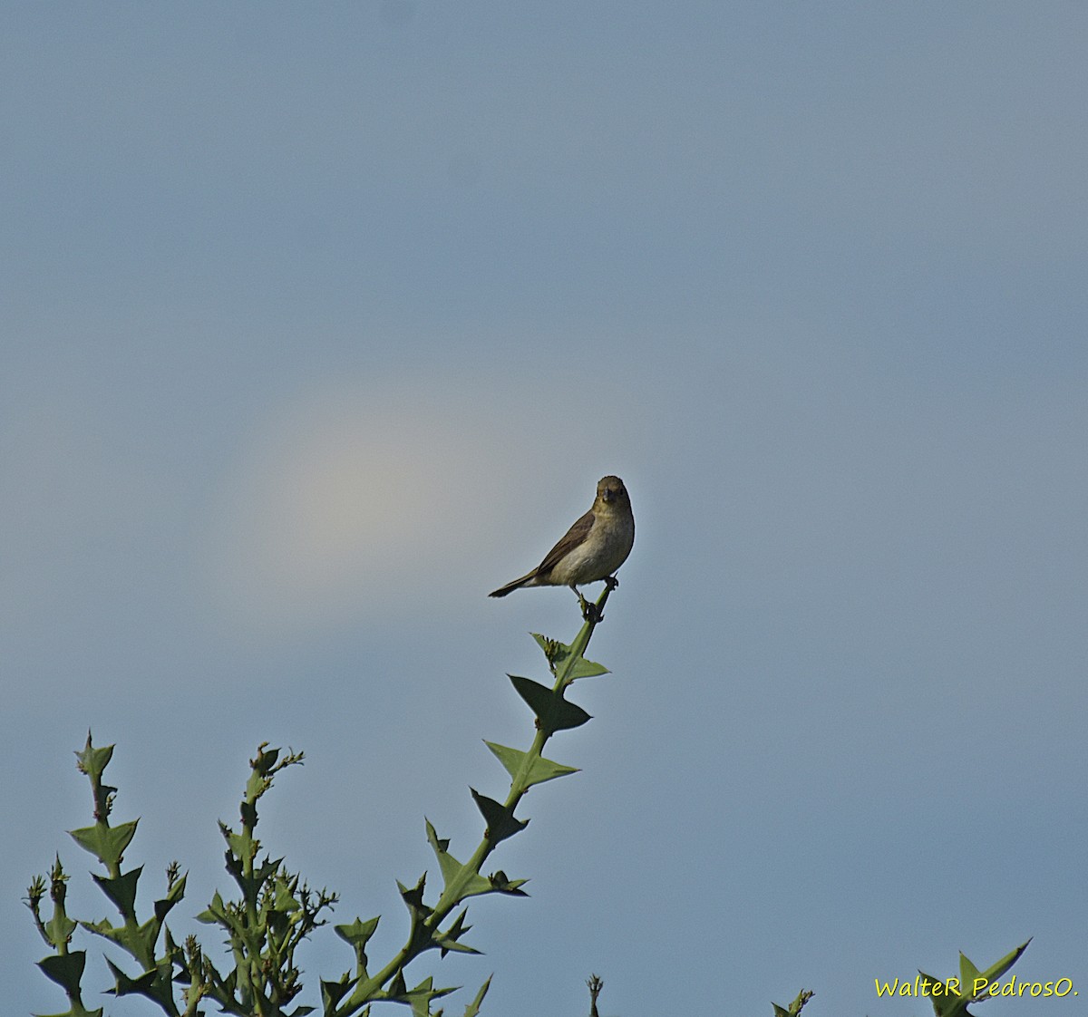 Sporophile à col double - ML646785725